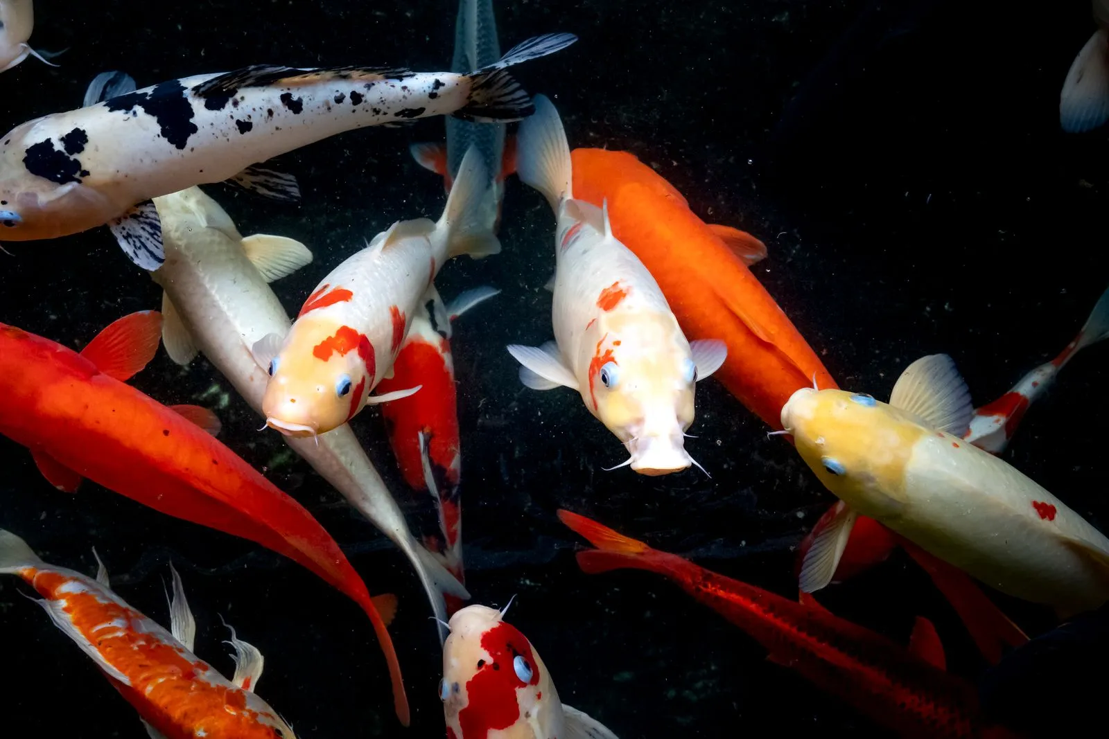 How to Choose a Filter for Your Koi Pond